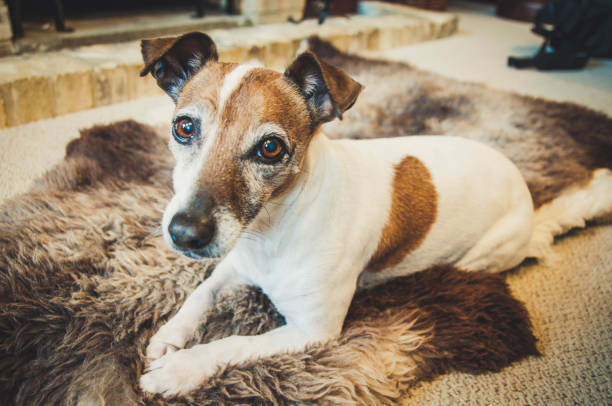 Picture of an old Jack Russell on a rug. Why is it so hard when a pet dies?